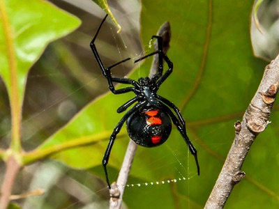 Greenpro pest services project