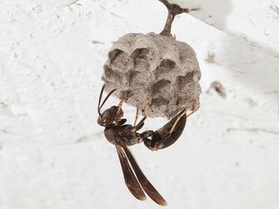 Greenpro pest services project