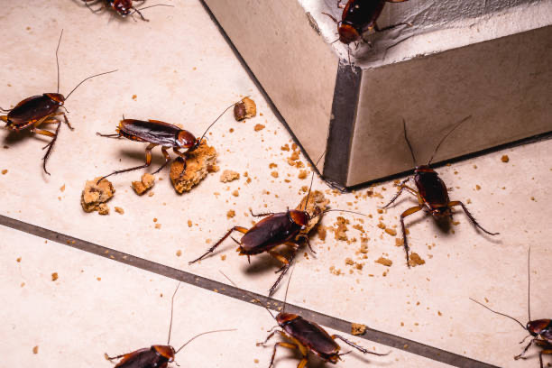 Greenpro pest services project